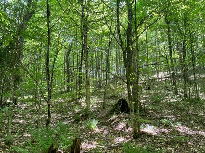 Adrondack hunting land for sale NY