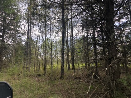 This wooded 90 acres in Diana NY would make a perfect hunting property with frontage on Brown’s Creek for excellent trout fishing.