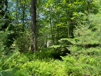 NY land for sale Vienna NY