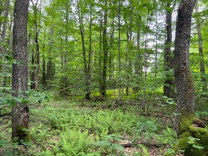 NY hunting land for sale, land and hunting camps, ny properties, christmas associates