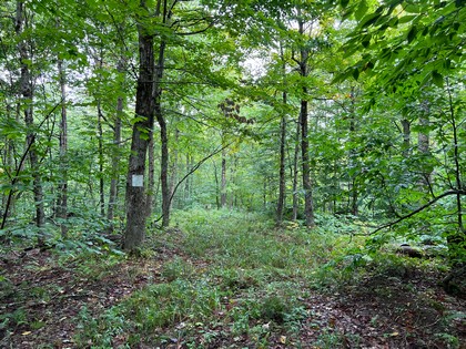 NY hunting land for sale