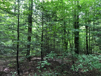 hunting land for sale in hardford ny near kennedy state forest from land and camps