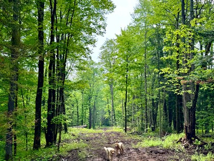Adirondack waterfront land for sale NY