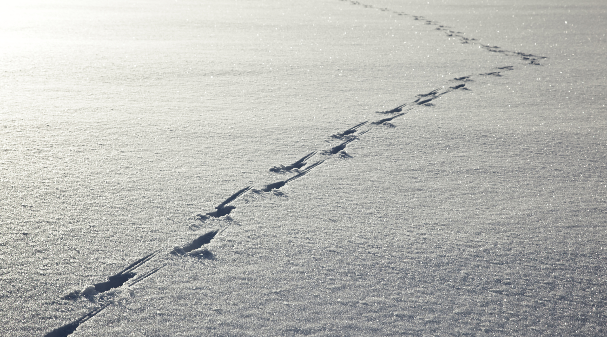 Footprints in the sand in ny state say the ending of hunting season 2013