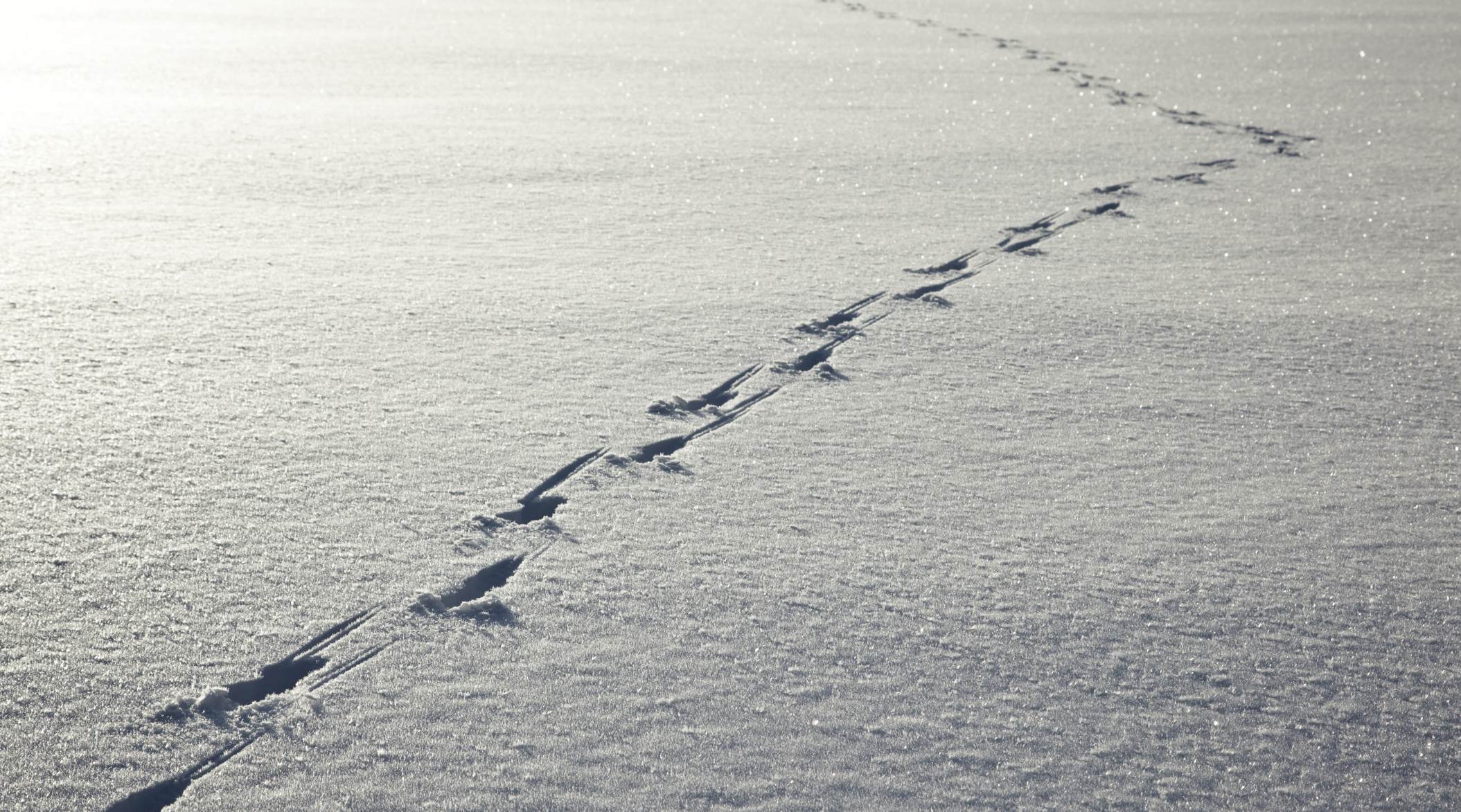 hunting season has ended for 2013 in ny state so celebrate my imagining footprints in the sand on beach from land and camps