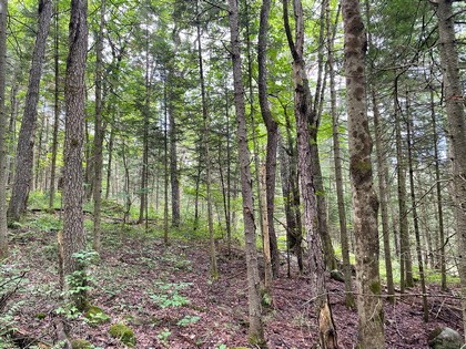 NY hunting land for sale in Diana NY