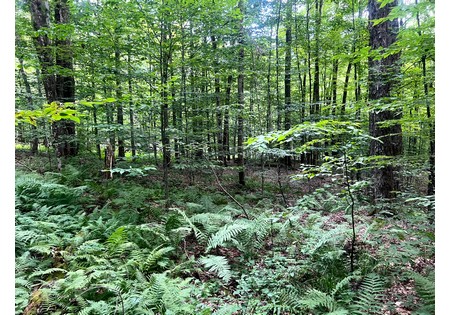 NY hunting land for sale