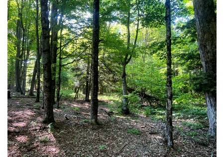 NY Southern Tier hunting land for sale