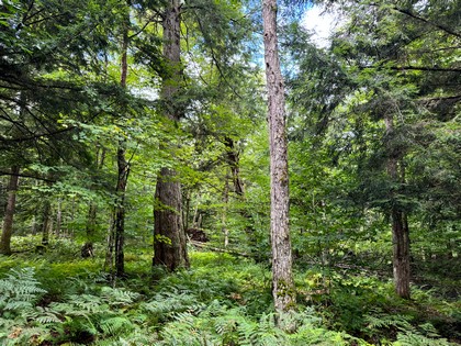 Adirondack land for sale