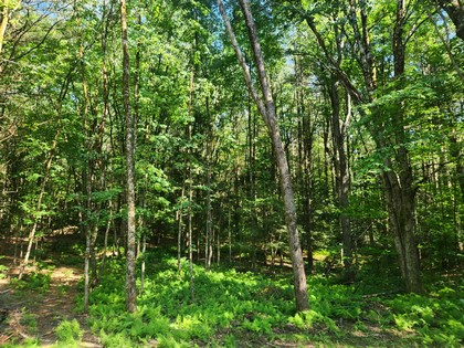 NY land and camp for sale