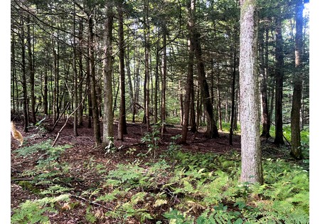 NY hunting camps for sale