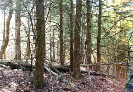 tug hill land for sale borders tug hill state forest from land and camps