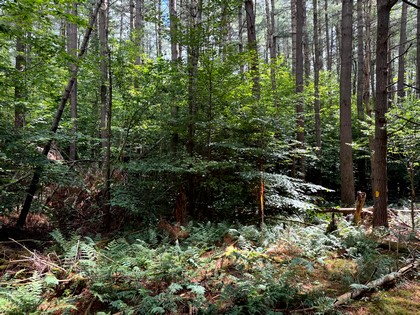 Adirondack land for sale