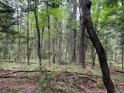 NY hunting land for sale in Diana NY