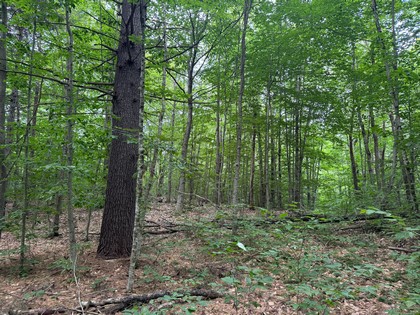 Adirondack land for sale