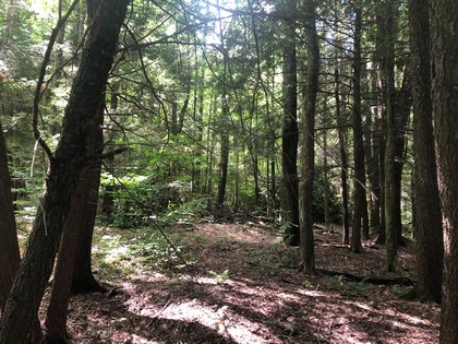 Land for sale Southern Tier NY hunting land
