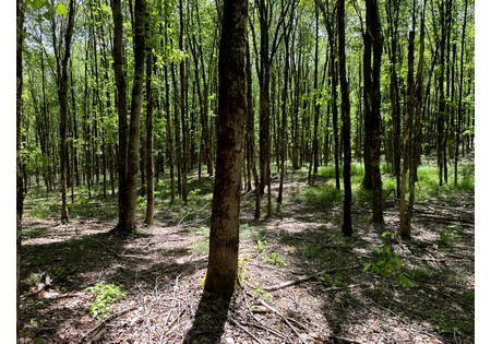 Upstate NY Land for sale 