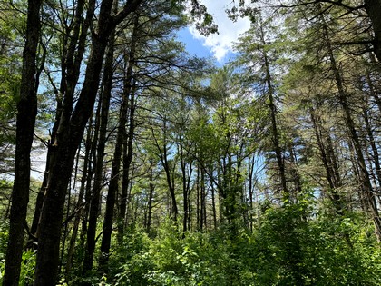 land for sale NY