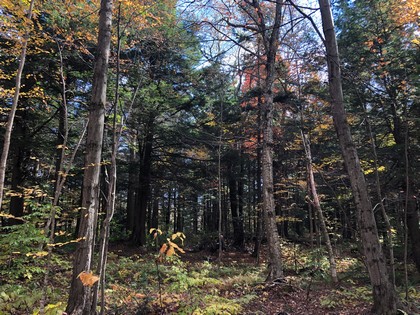 NY land for sale in Redfield NY