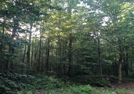 land camp for sale osceola ny