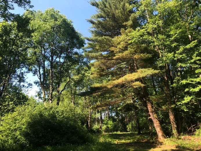 ny hunting land for sale in williamstown ny 