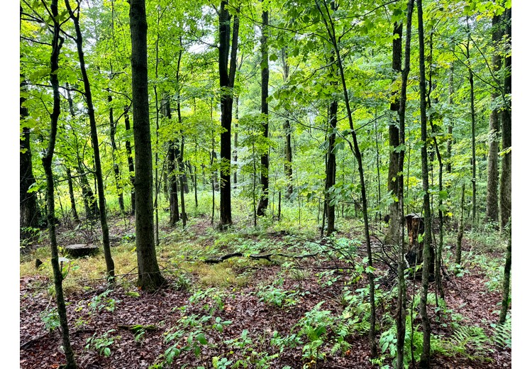 Finger Lakes NY land for sale