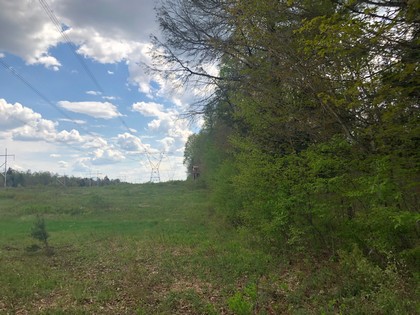 NY hunting land for sale in Diana NY