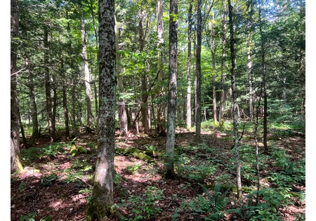 NY hunting land for sale