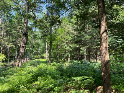 Adirondack area land for sale